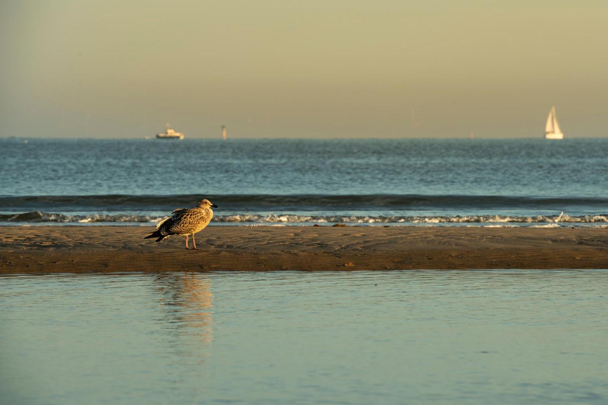 Beachside Vakantiepark Blankenberge Buitenkant foto